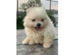 Pomeranian Puppy for sale in Lake Elsinore, CA, USA