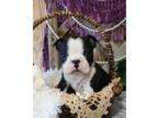 Boston Terrier Puppy for sale in Stanley, WI, USA