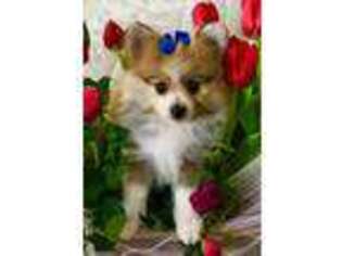 Pomeranian Puppy for sale in Merlin, OR, USA