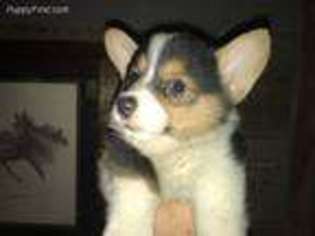 Pembroke Welsh Corgi Puppy for sale in Shelbyville, KY, USA