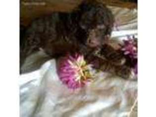 Labradoodle Puppy for sale in Elmira, NY, USA