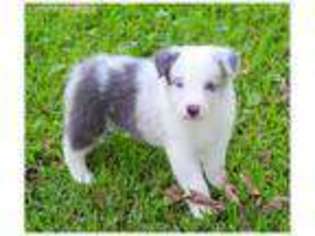 Border Collie Puppy for sale in Braxton, MS, USA