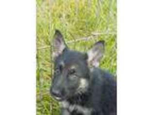 German Shepherd Dog Puppy for sale in Martelle, IA, USA