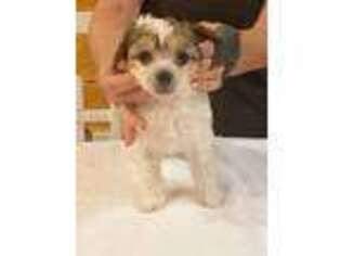Chinese Crested Puppy for sale in Toronto, OH, USA