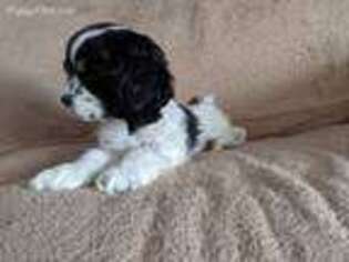 Cocker Spaniel Puppy for sale in Arkdale, WI, USA