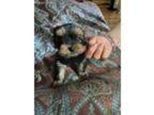 Yorkshire Terrier Puppy for sale in Orangevale, CA, USA