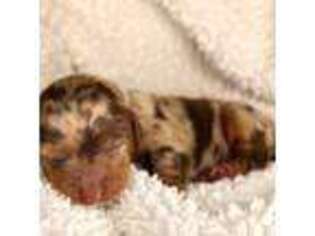 Dachshund Puppy for sale in Swainsboro, GA, USA