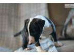Bull Terrier Puppy for sale in Youngstown, OH, USA