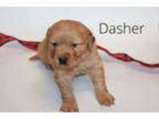 Golden Retriever Puppy for sale in Cherry Valley, IL, USA