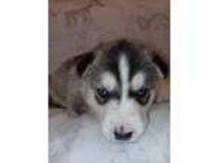 Siberian Husky Puppy for sale in Woodbury, GA, USA