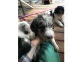 Mutt Puppy for sale in Chestertown, MD, USA