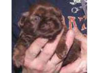 Mutt Puppy for sale in OIL CITY, PA, USA