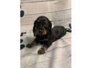 Dachshund Puppy for sale in Altus, AR, USA