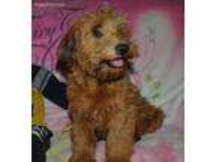 Soft Coated Wheaten Terrier Puppy for sale in Pinon Hills, CA, USA