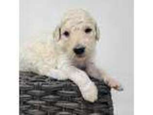 Goldendoodle Puppy for sale in Eugene, OR, USA