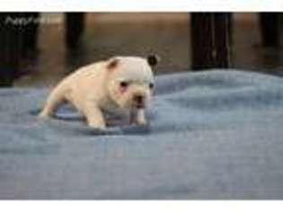 French Bulldog Puppy for sale in Enterprise, AL, USA