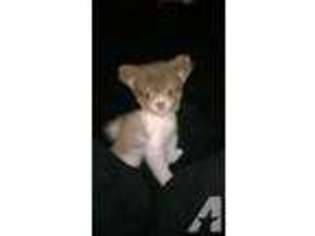 Pomeranian Puppy for sale in CLIFTON, VA, USA