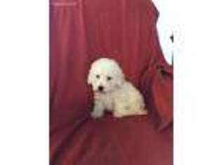Bichon Frise Puppy for sale in Selma, CA, USA
