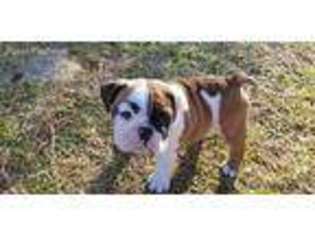 Bulldog Puppy for sale in Arapahoe, NC, USA