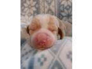 Basset Hound Puppy for sale in Venice, UT, USA