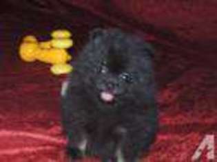 Pomeranian Puppy for sale in ADAIRSVILLE, GA, USA