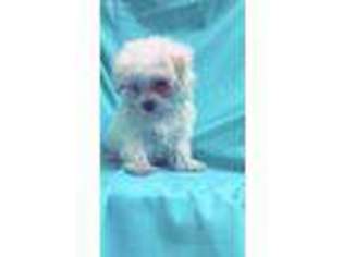 Maltese Puppy for sale in Bloomfield, NJ, USA