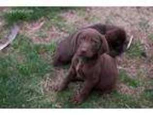German Shorthaired Pointer Puppy for sale in Flat Rock, AL, USA