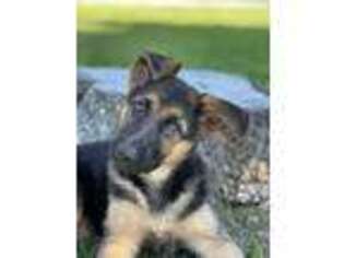 German Shepherd Dog Puppy for sale in Mastic Beach, NY, USA