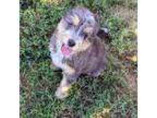 Mutt Puppy for sale in Brandon, SD, USA