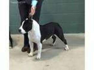 American Staffordshire Terrier Puppy for sale in San Antonio, TX, USA