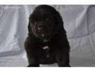 Newfoundland Puppy for sale in Woodruff, SC, USA