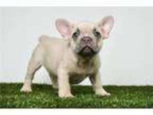 French Bulldog Puppy for sale in Fort Wayne, IN, USA