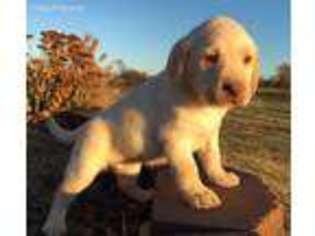 Labrador Retriever Puppy for sale in Greenfield, MO, USA