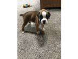 Boxer Puppy for sale in Mifflinburg, PA, USA