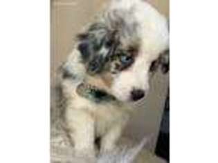 Miniature Australian Shepherd Puppy for sale in Aledo, TX, USA