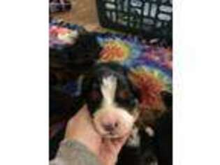 Bernese Mountain Dog Puppy for sale in Hickory, NC, USA