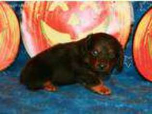 Dachshund Puppy for sale in Girard, KS, USA