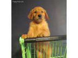 Golden Retriever Puppy for sale in Pierce City, MO, USA