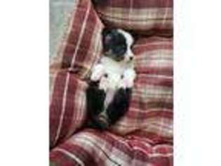 Pembroke Welsh Corgi Puppy for sale in Westfield, PA, USA
