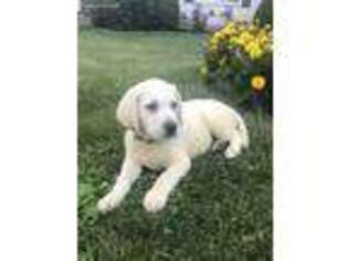 Labrador Retriever Puppy for sale in Beavertown, PA, USA