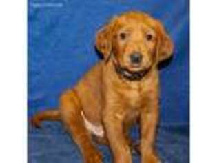 Labradoodle Puppy for sale in Madison, WI, USA