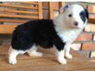 Border Collie Puppy for sale in Springerville, AZ, USA