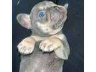 French Bulldog Puppy for sale in Utica, NY, USA