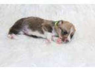 Pembroke Welsh Corgi Puppy for sale in Winnsboro, TX, USA