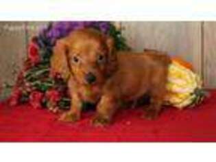 Dachshund Puppy for sale in Ronks, PA, USA