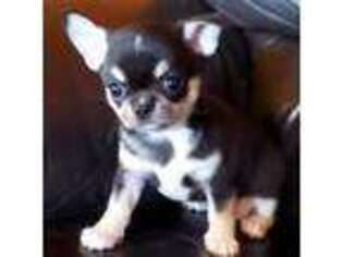 Chihuahua Puppy for sale in Tifton, GA, USA
