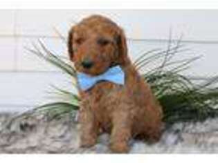 Goldendoodle Puppy for sale in Bremen, IN, USA