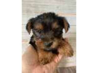 Yorkshire Terrier Puppy for sale in Erskine, MN, USA