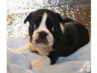 Boston Terrier Puppy for sale in GORDO, AL, USA