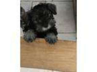 Mutt Puppy for sale in Oakland, AR, USA
